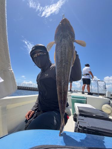 マゴチの釣果