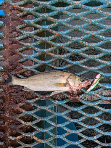 セイゴ（マルスズキ）の釣果