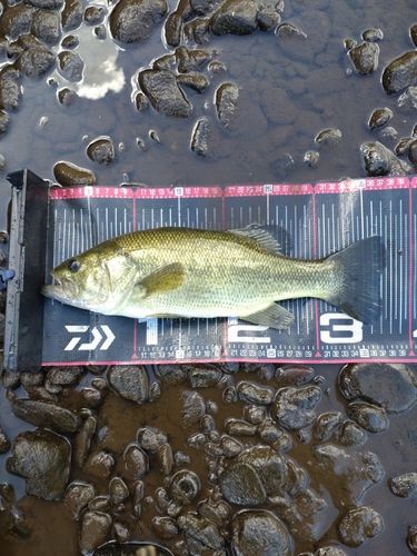 ラージマウスバスの釣果