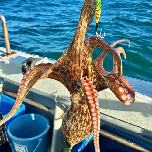 タコの釣果