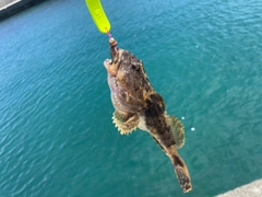 マカジカの釣果