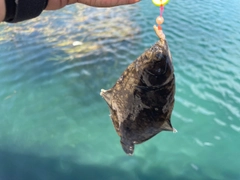 クロガシラガレイの釣果