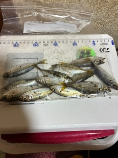 マアジの釣果
