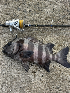イシダイの釣果