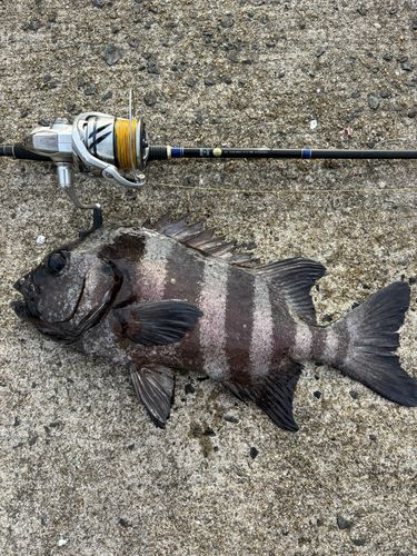 イシダイの釣果