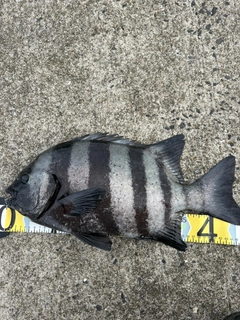 イシダイの釣果