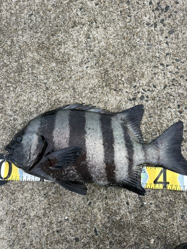 イシダイの釣果