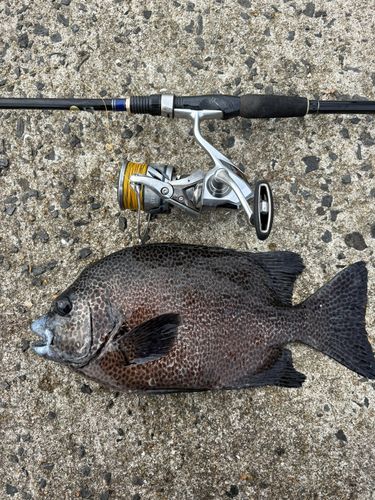 イシガキダイの釣果