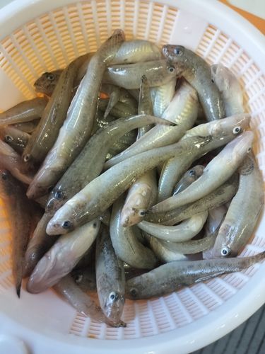 マハゼの釣果