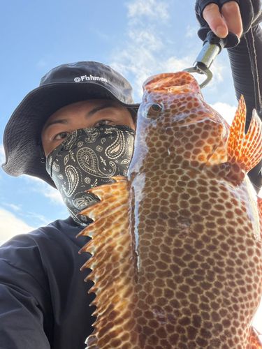オオモンハタの釣果