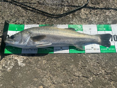 スズキの釣果