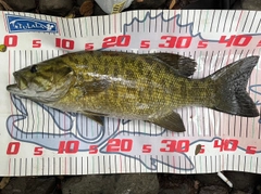 スモールマウスバスの釣果