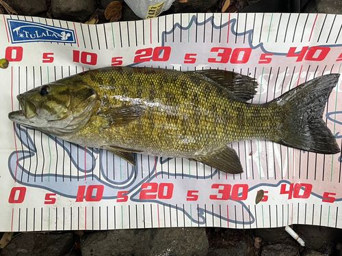 スモールマウスバスの釣果
