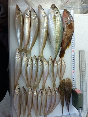 キジハタの釣果