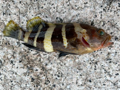 アコウの釣果