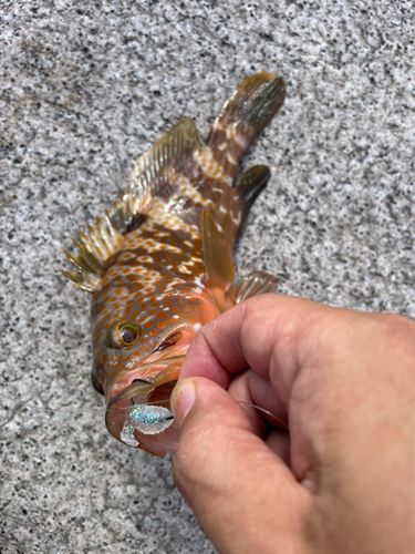 アコウの釣果