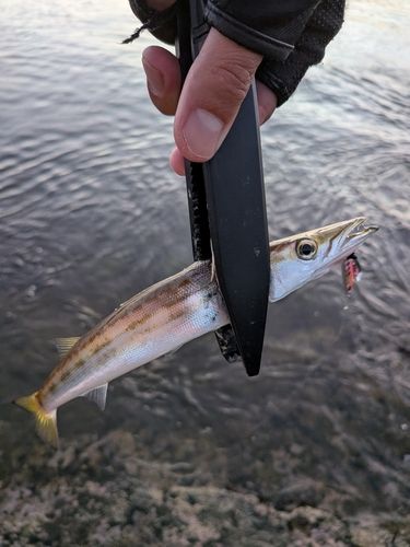 アカカマスの釣果