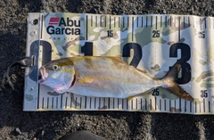 ショゴの釣果