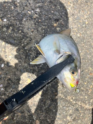 ショゴの釣果