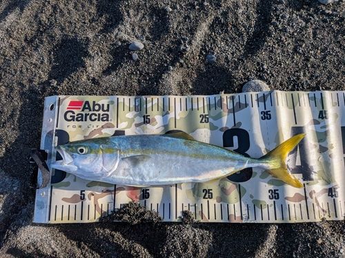 イナダの釣果