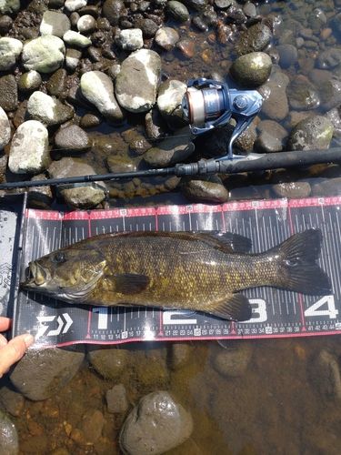 スモールマウスバスの釣果