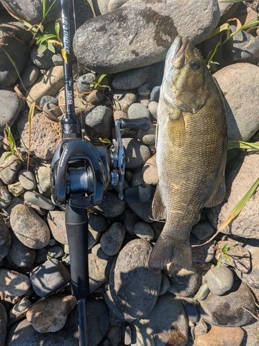 スモールマウスバスの釣果