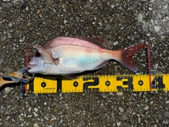 マダイの釣果