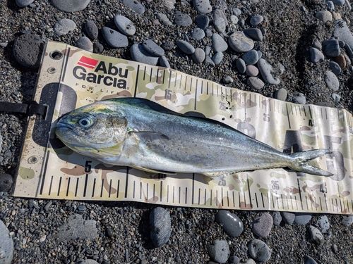 シイラの釣果