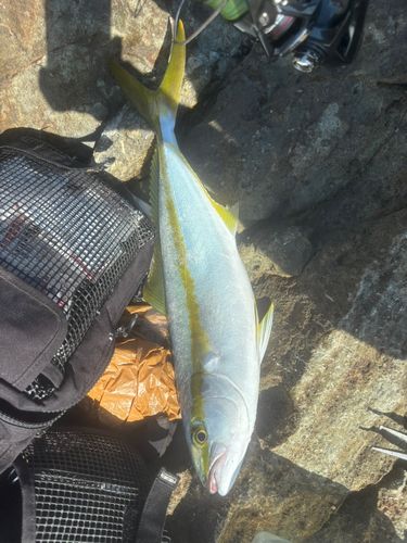 ヒラマサの釣果