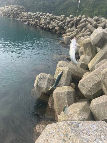 サバの釣果