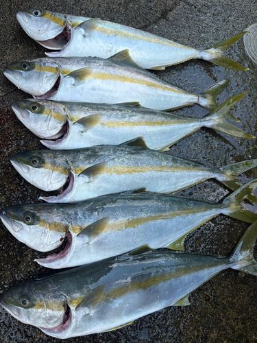 ヒラマサの釣果