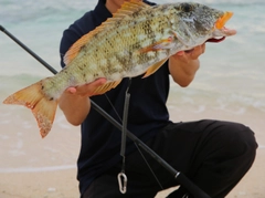 ムネアカクチビの釣果