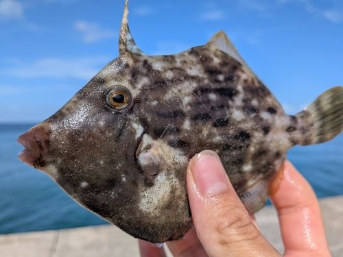 カワハギの釣果