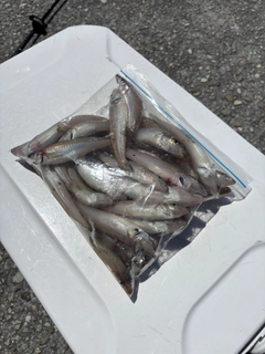 キスの釣果