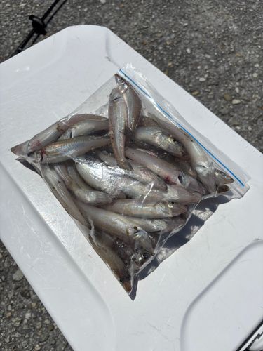 キスの釣果