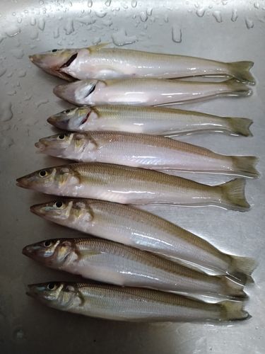 シロギスの釣果