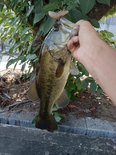 ラージマウスバスの釣果