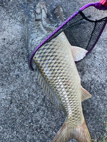 ナマズの釣果