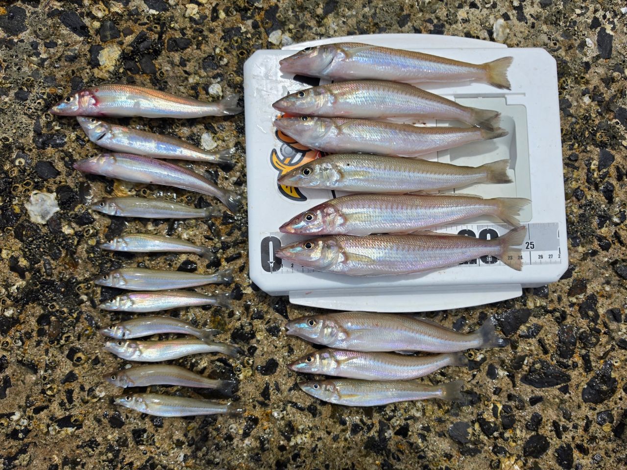 DAIWA 21ラブラックス AGS 93MLの最安値・インプレ・釣果 | 本音の
