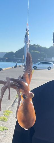 タコの釣果