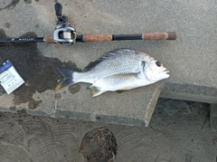 キビレの釣果