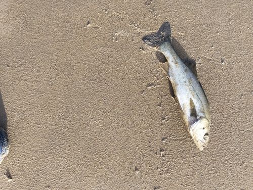 セイゴ（マルスズキ）の釣果
