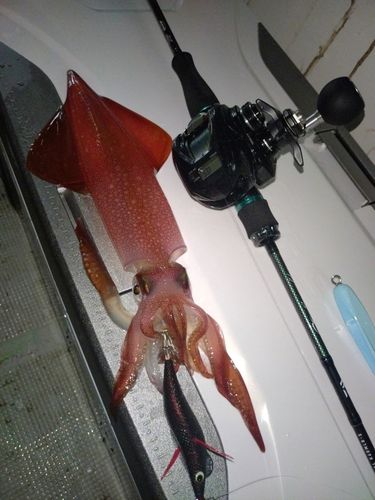 ケンサキイカの釣果