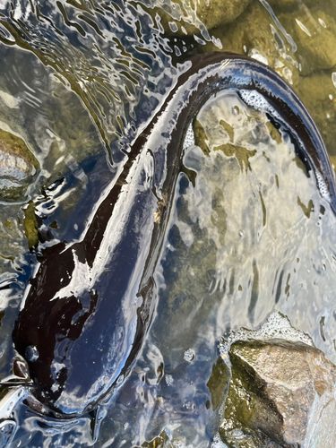 ナマズの釣果