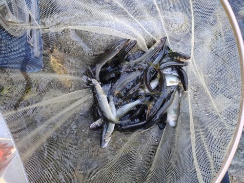 アユの釣果