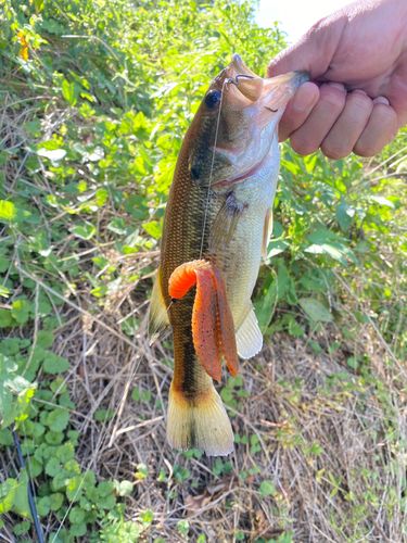 ラージマウスバスの釣果