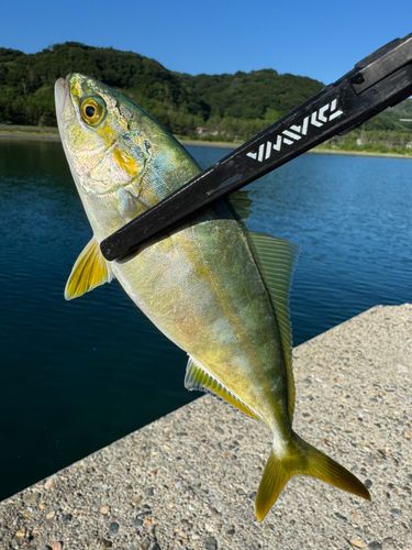 ワカシの釣果