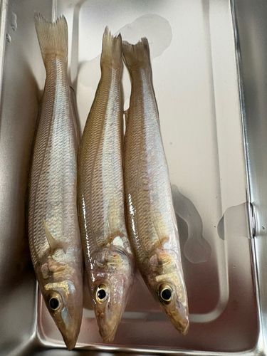キスの釣果