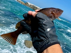 アイナメの釣果