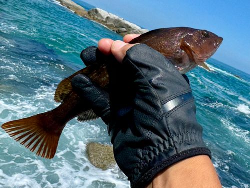 アイナメの釣果